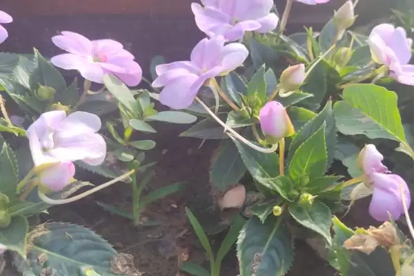 图片[3]-凤仙花常见品种列举 (凤仙花常见品种是否有新几内亚凤仙花等)-会东网