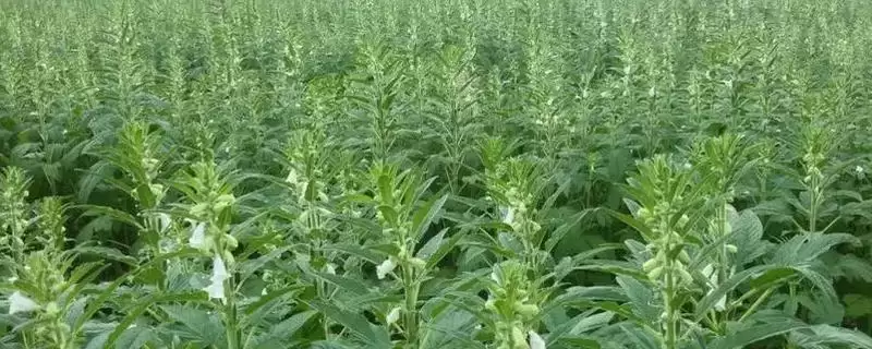芝麻增产方法 (芝麻花期喷磷酸二氢钾能否增产)-会东网