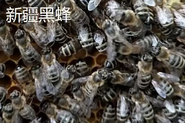 图片[7]-蜜蜂品种及优缺点 (蜜蜂品种是否有中华蜜蜂等且各自优缺点是什么)-会东网