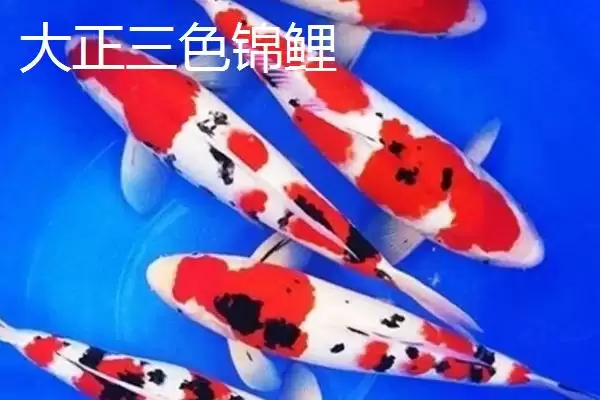 图片[10]-锦鲤鱼饲料分类 (锦鲤鱼饲料是否分为植物、动物、合成三类)-会东网