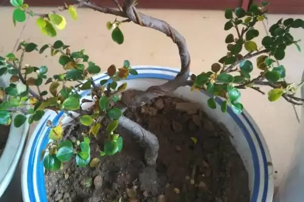 图片[7]-珍珠梅盆栽养护 (珍珠梅盆栽是否应放置在半阴或散光处养护)-会东网