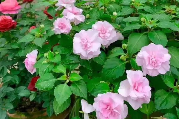 图片[4]-凤仙花常见品种列举 (凤仙花常见品种是否有新几内亚凤仙花等)-会东网
