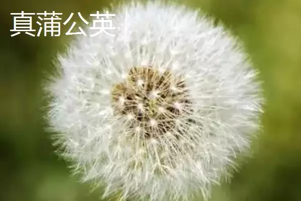 图片[2]-蒲公英辨别方法 (蒲公英是否可从根、叶等方面辨别真假)-会东网