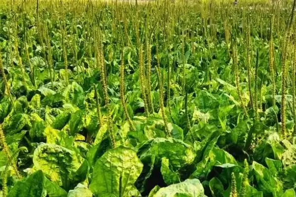 图片[9]-种植野菜利润因素 (种植野菜利润是否因品种等而异)-会东网