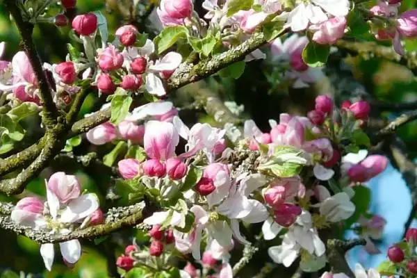 图片[2]-苹果开花时间节点 (苹果是否在 4 – 5 月开花)-会东网