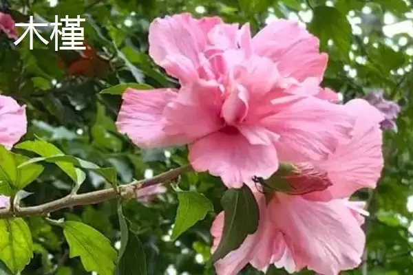 图片[4]-木槿和木芙蓉差异对比 (木槿和木芙蓉在叶片、花期、花朵方面是否不同)-会东网