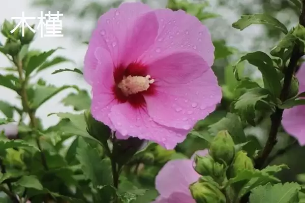 图片[2]-木槿和木芙蓉差异对比 (木槿和木芙蓉在叶片、花期、花朵方面是否不同)-会东网