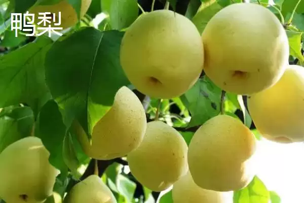 图片[3]-鸭梨起源与产量分布 (鸭梨是否始于河北且山东产量较大)-会东网