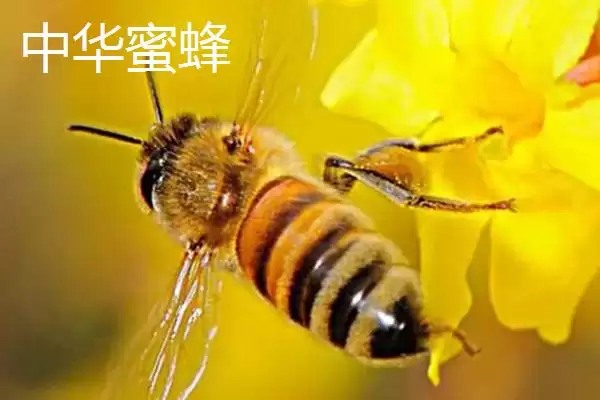 图片[2]-蜜蜂品种及优缺点 (蜜蜂品种是否有中华蜜蜂等且各自优缺点是什么)-会东网