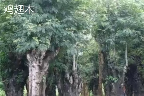 图片[6]-红木常见种类列举 (红木常见是否有降香黄檀等)-会东网
