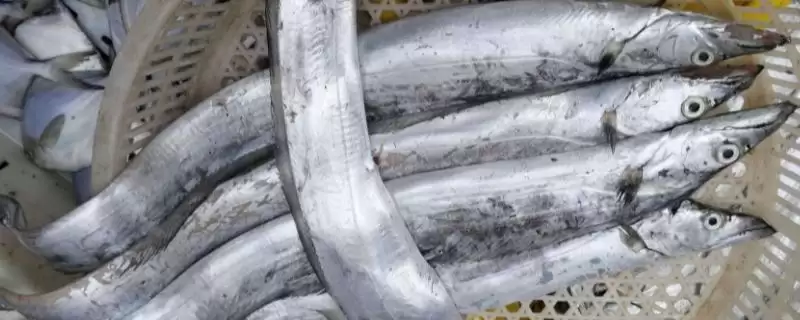 常见深海鱼种类列举 (常见深海鱼是否有带鱼等)-会东网
