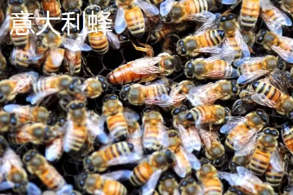 图片[3]-蜜蜂品种及优缺点 (蜜蜂品种是否有中华蜜蜂等且各自优缺点是什么)-会东网