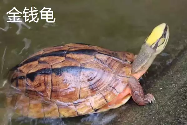 图片[2]-石金钱龟物种特性 (石金钱龟是否是古老水龟)-会东网