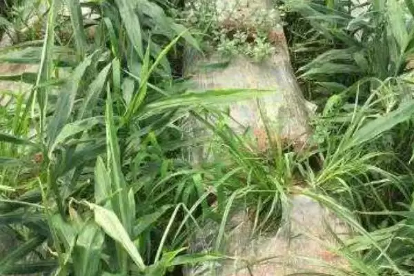 图片[2]-农田常见杂草种类 (农田常见杂草是否有稻稗草等)-会东网