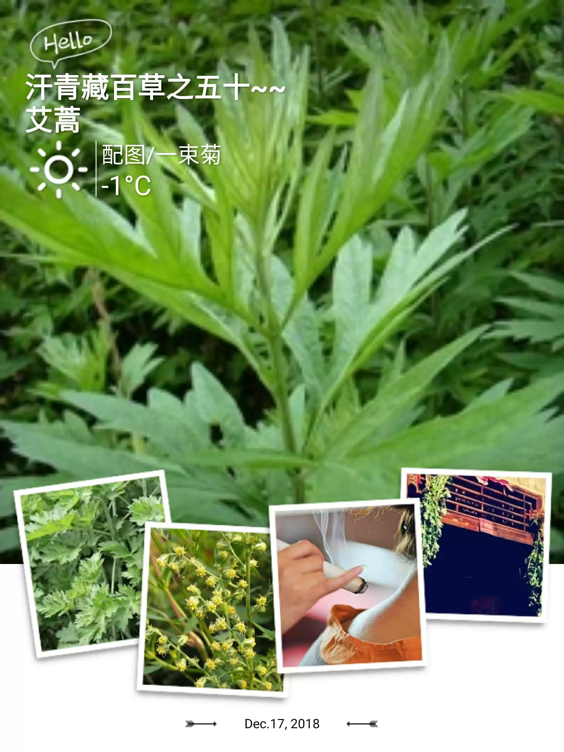 图片[4]-艾蒿的种植要点有哪些, 需要注意什么?-会东网