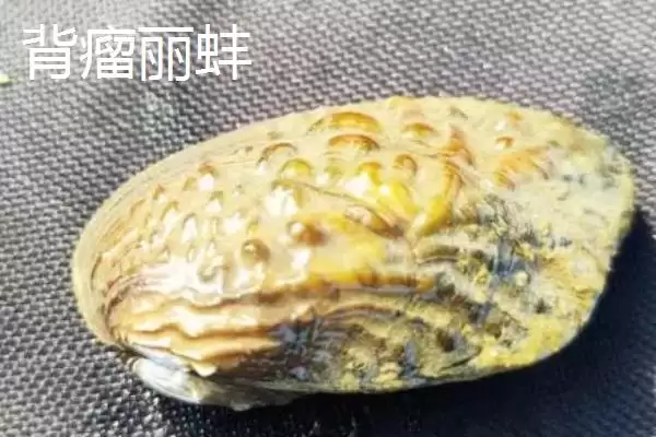 图片[7]-河蚌产珠情况 (河蚌是否不一定都有珍珠)-会东网