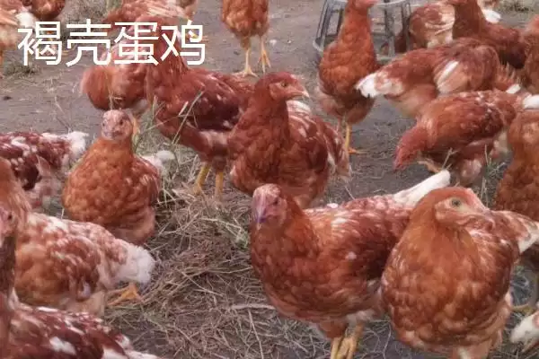 图片[4]-蛋鸡优良品种 (蛋鸡好品种是否有粉壳蛋鸡等)-会东网