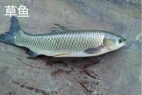 图片[3]-青鱼与草鱼食性特点 (青鱼是否吃荤，草鱼是否吃素)-会东网
