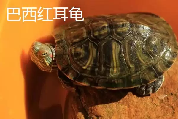 图片[8]-石金钱龟物种特性 (石金钱龟是否是古老水龟)-会东网