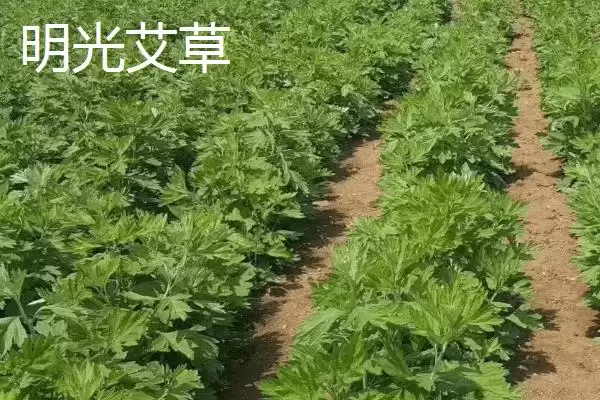 图片[7]-明光梅鱼地方特色 (明光梅鱼是否是当地佳肴)-会东网