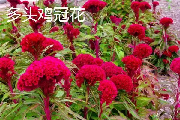 图片[5]-鸡冠花开放与花型 (鸡冠花开放时间及花型有什么特点)-会东网