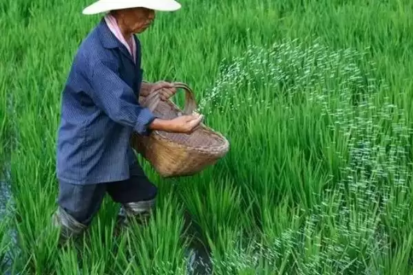 图片[5]-水稻低产田亩产量范围 (水稻低产田亩产量是否在 600 – 700 斤左右)-会东网