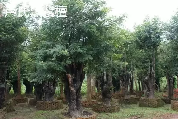图片[11]-红木常见种类列举 (红木常见是否有降香黄檀等)-会东网