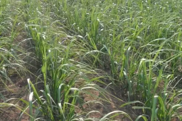 图片[3]-甘蔗种植与发芽时间 (甘蔗种植时间不同发芽时间是否不同)-会东网