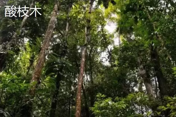 图片[4]-红木常见种类列举 (红木常见是否有降香黄檀等)-会东网