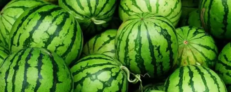 西瓜留瓜方式 (西瓜一般是否选择主蔓留瓜)-会东网