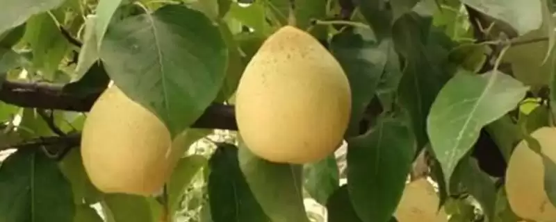 鸭梨起源与产量分布 (鸭梨是否始于河北且山东产量较大)-会东网