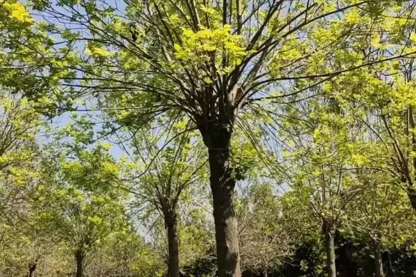 图片[4]-金叶白腊植物特性 (金叶白腊是否为适应力强的落叶乔木)-会东网