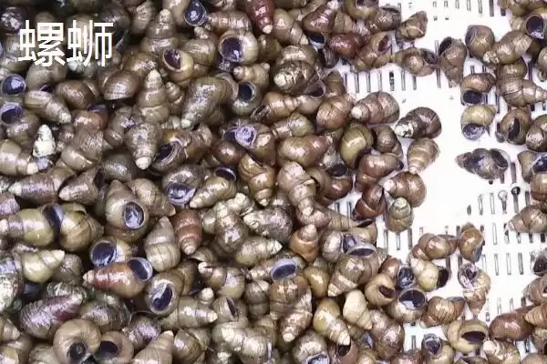 图片[8]-好吃淡水螺品种列举 (好吃淡水螺是否有田螺等品种)-会东网