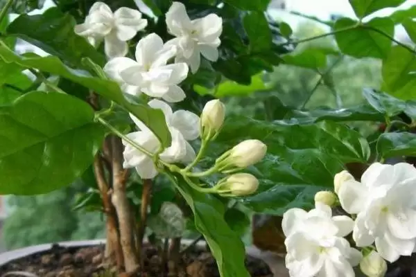 图片[4]-新买茉莉花掉苞原因 (新买茉莉花掉苞是否因环境不适)-会东网