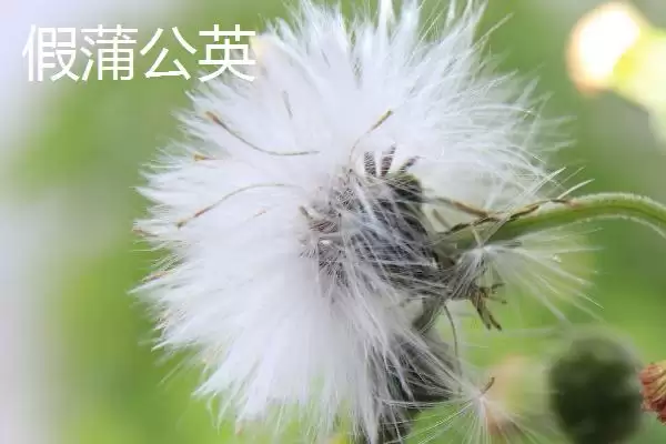 图片[3]-蒲公英辨别方法 (蒲公英是否可从根、叶等方面辨别真假)-会东网
