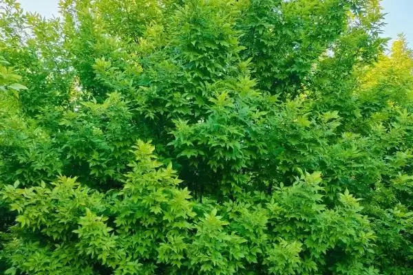 图片[5]-金叶白腊植物特性 (金叶白腊是否为适应力强的落叶乔木)-会东网