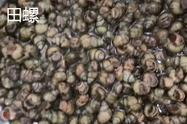 图片[7]-好吃淡水螺品种列举 (好吃淡水螺是否有田螺等品种)-会东网