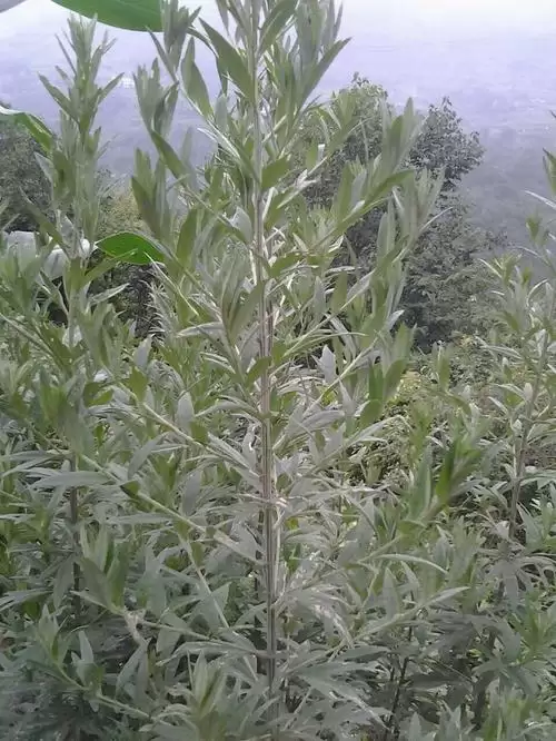 图片[2]-如何成功种植艾蒿, 有什么秘诀?-会东网