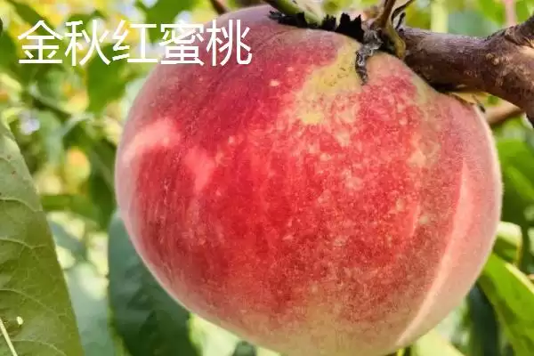 图片[2]-金秋红蜜桃等成熟时间 (金秋红蜜桃等桃子是否在 10 月成熟)-会东网