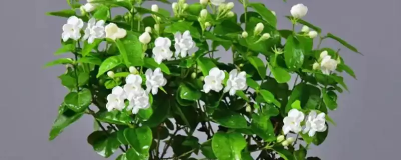 新买茉莉花掉苞原因 (新买茉莉花掉苞是否因环境不适)-会东网