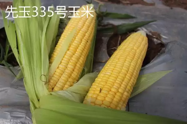 图片[4]-玉米数量估算 (10 斤玉米是否约 14 – 25 个)-会东网