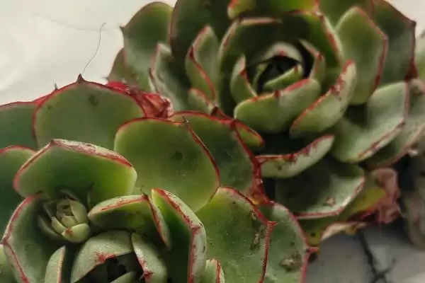 图片[9]-常见多肉植物类别列举 (常见多肉植物是否有仙人掌科等)-会东网