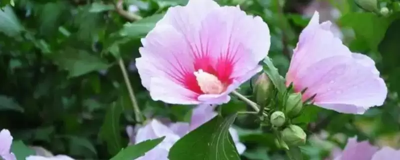 木槿和木芙蓉差异对比 (木槿和木芙蓉在叶片、花期、花朵方面是否不同)-会东网