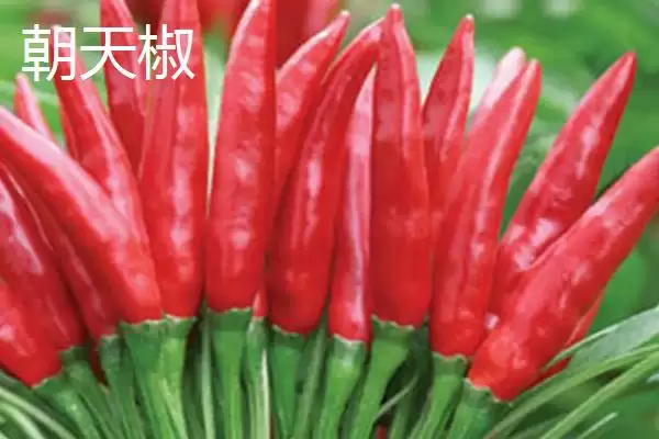 图片[2]-常见辣椒品种 (常见辣椒品种是否有朝天椒等)-会东网
