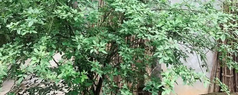 大门口种花椒树隐患 (大门口种花椒树是否有安全隐患)-会东网