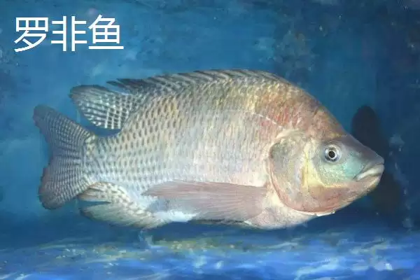 图片[3]-5 号金袖钩适用鱼种 (5 号金袖钩是否适合钓鲫鱼和罗非鱼)-会东网