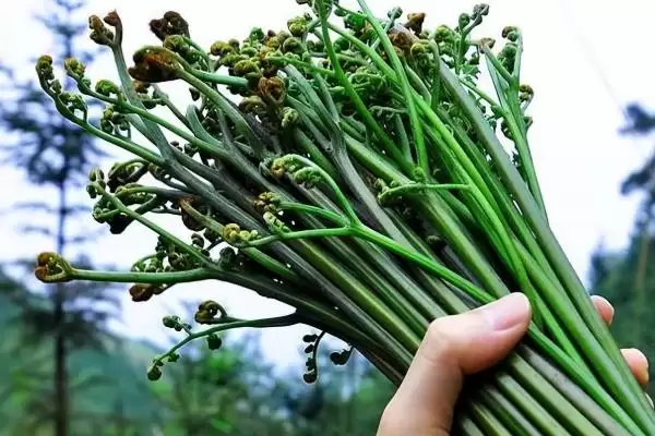 图片[10]-种植野菜利润因素 (种植野菜利润是否因品种等而异)-会东网