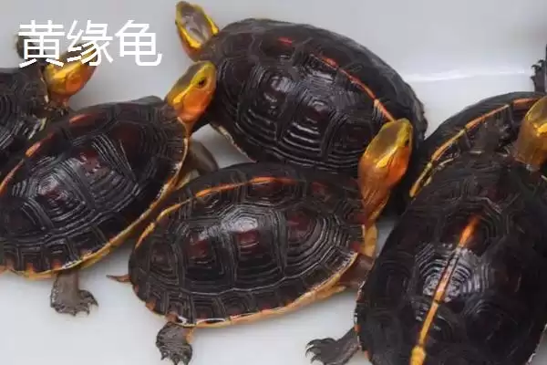 图片[4]-石金钱龟物种特性 (石金钱龟是否是古老水龟)-会东网