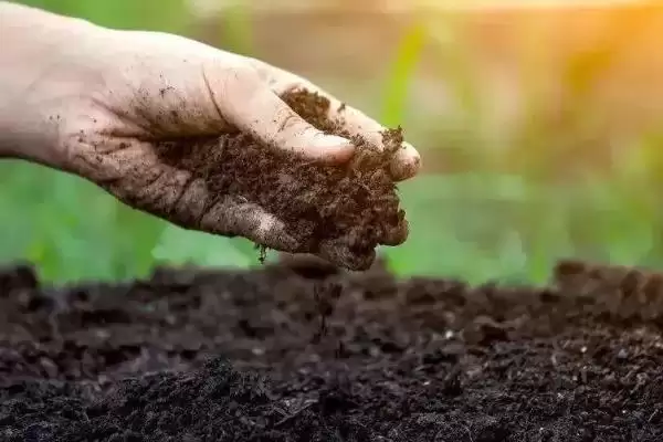 图片[5]-绣球花家养适宜性 (绣球花根茎有毒，是否不适合家养)-会东网