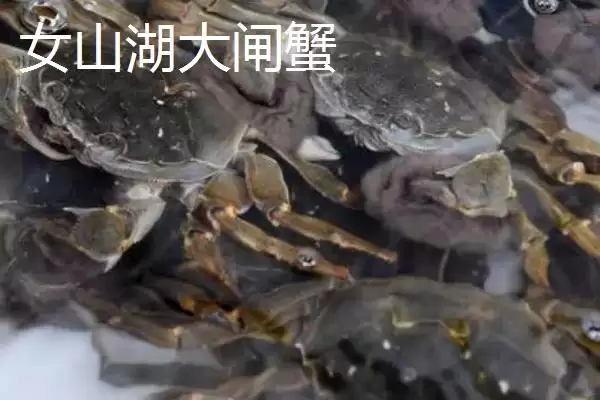 图片[5]-明光梅鱼地方特色 (明光梅鱼是否是当地佳肴)-会东网